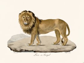 Cuvier 092 Lion of Benegal