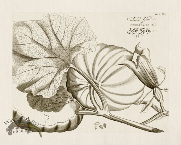 (image for) HORTUS VOl 08 02