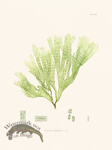 (image for) Bradbury Seaweed 157