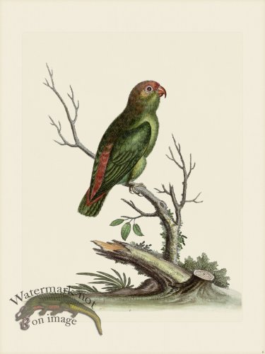 (image for) Edwards 006 Indian paroquet