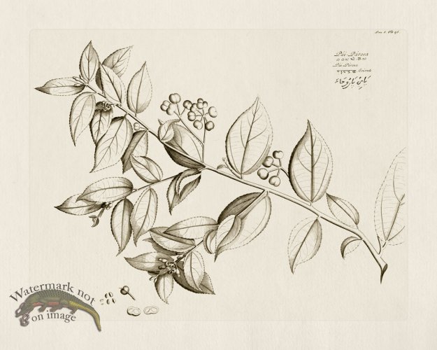 (image for) HORTUS VOl 05 46