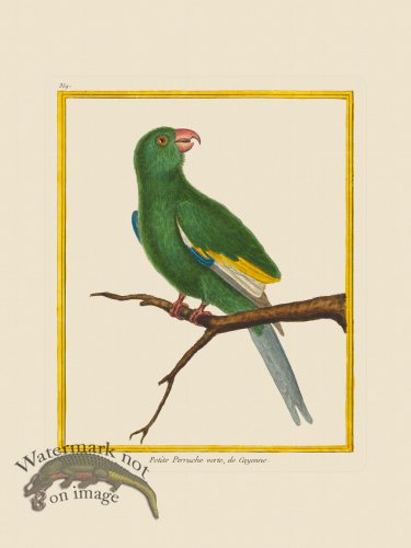 (image for) Martinet Bird 359