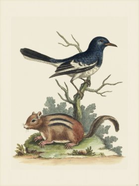 Edwards 181 Ground Squirrel