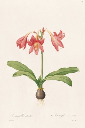 Les Liliacees Redoute 424