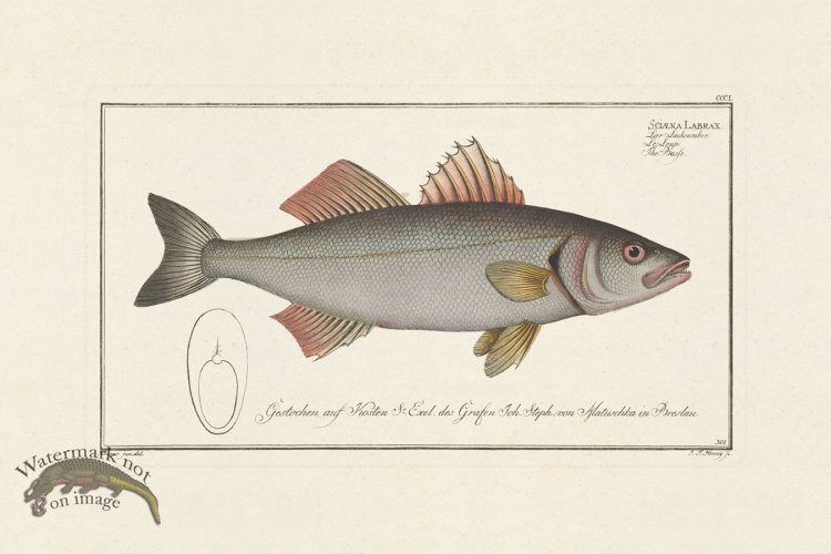 (image for) BLOCH FISH 301