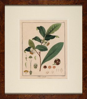 Hayne's Botanical in Burl 16