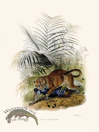 (image for) Elliot Cat 16 Cat Temminckii