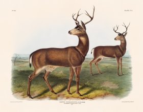 (image for) 106 Black Tail Deer