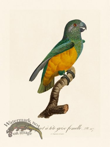 (image for) Barraband Parrot 117
