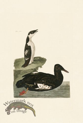 (image for) Pennant Zoology 065