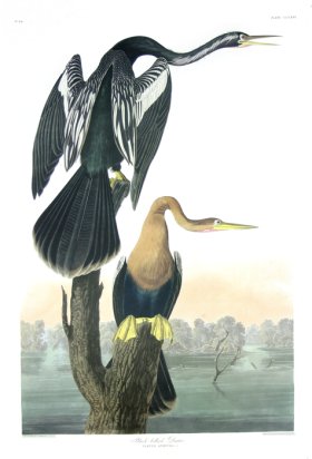 Black-bellied Darter