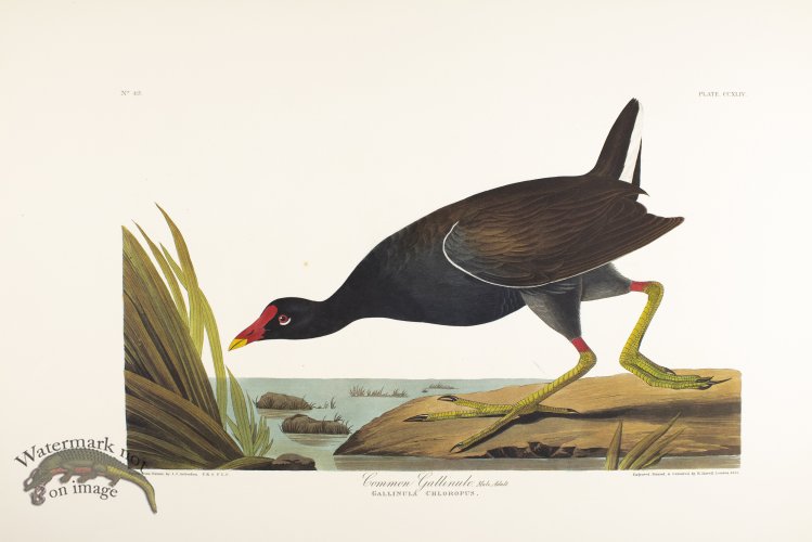Common Gallinule