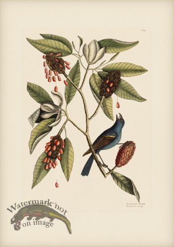 (image for) 039 Blew Grosbeak