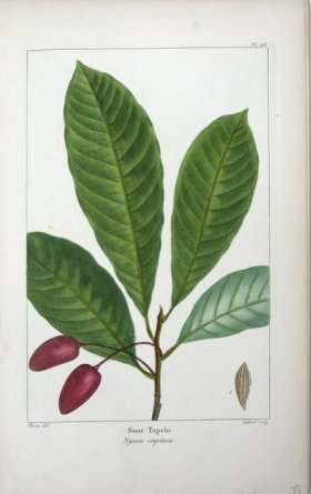 (image for) 07 Sour Tupelo