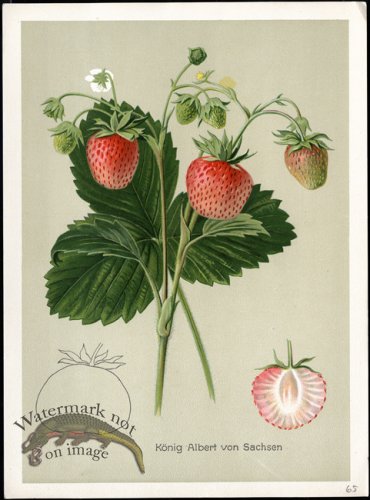 (image for) Fruit 20