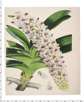 Curtis Botanical 084