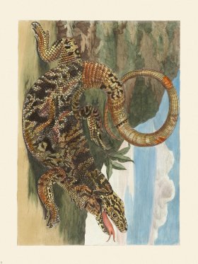 Merian Metamorphosis 70