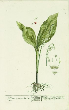 Blackwell German 074