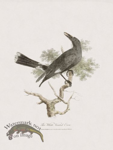 (image for) 36 New Holland Caffowary