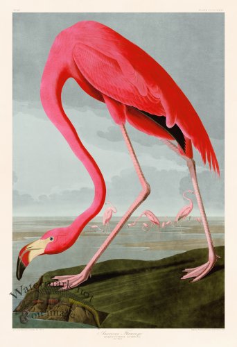 (image for) Audubon 431 Pink Flamingo BlueSky