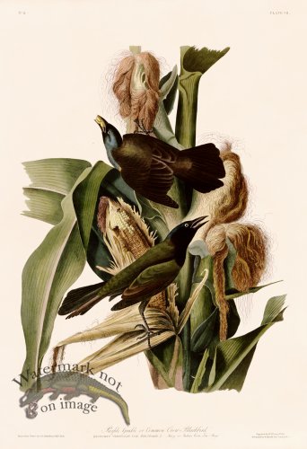 (image for) 007 Purple Grakle or Common Crow