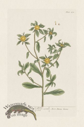 (image for) BEE 272 Golden Starwort