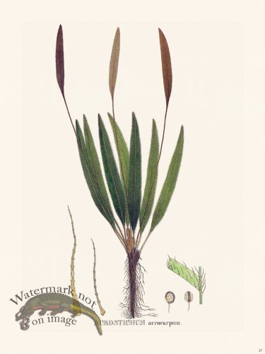 (image for) Ferns of Brazil 37