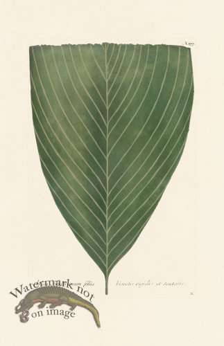 (image for) Weinmann PL 177