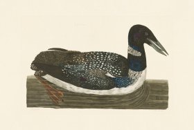 (image for) Pennant Zoology 029