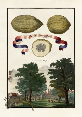 (image for) Volckamer 055