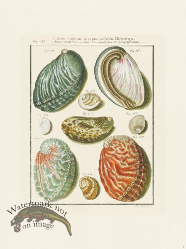 (image for) Martini Shells 007