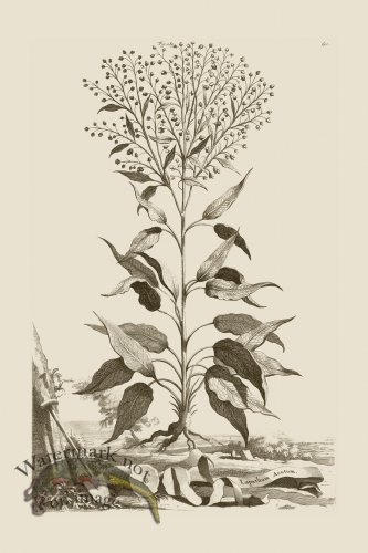 (image for) Abraham Munting 189