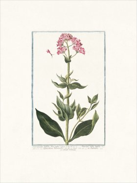 Bonelli 117 Grande Valeriane