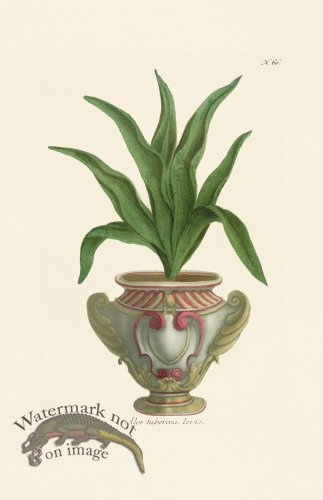 (image for) Weinmann PL 066