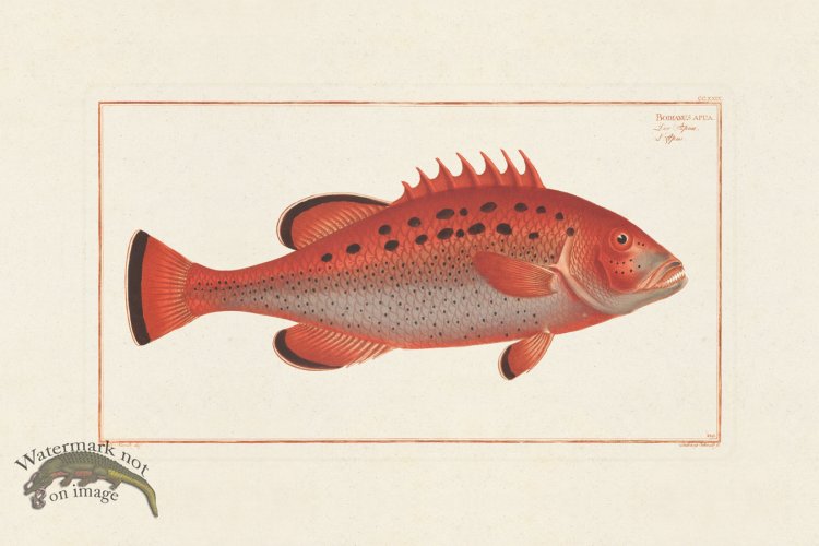 (image for) BLOCH FISH 229