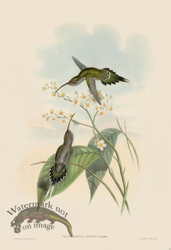 (image for) Gould Hummingbird 022