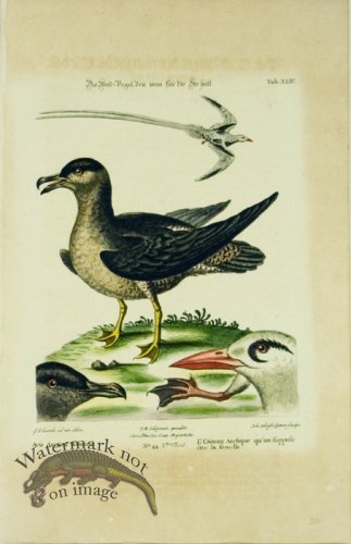 (image for) Seligmann WB 13