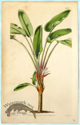 (image for) Curtis Palms 15