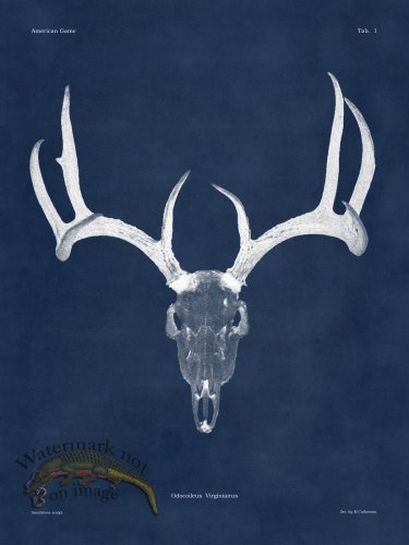 (image for) Blue Bones 01 White Tail
