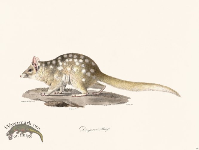 (image for) Cuvier 280 Dasyure Of Mauge