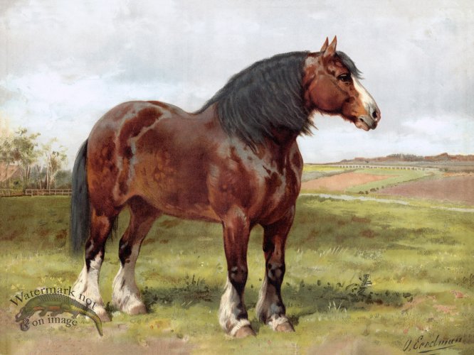 (image for) Shire Horse by Eerelman