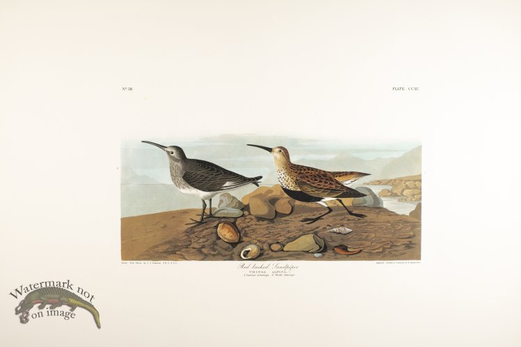 (image for) Red Backed Sandpiper