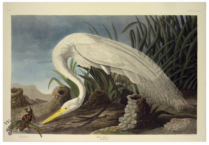 (image for) White Heron L.E.