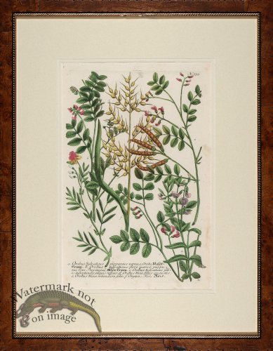 (image for) Weinmann Burl with Gold DM 06