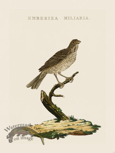 (image for) Nozeman Bird 217