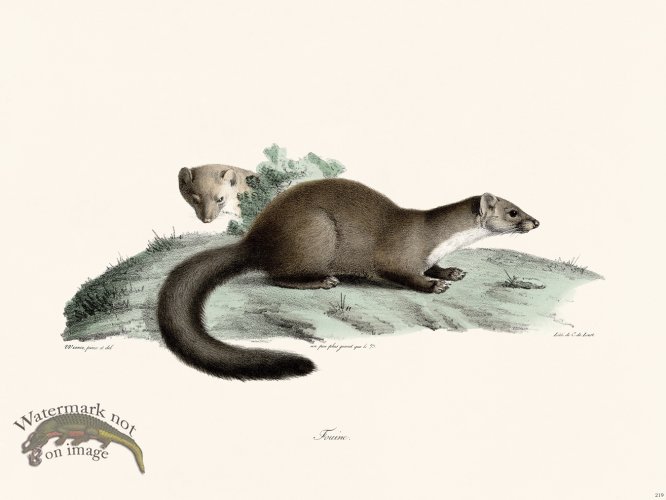 (image for) Cuvier 219 Weasel