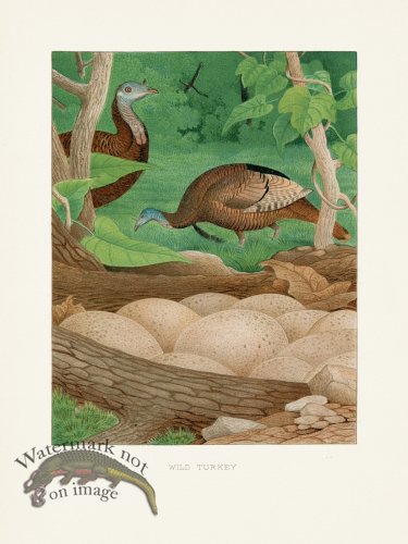 (image for) Thomas Gentry Bird 06