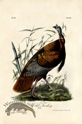 (image for) Wild Turkey