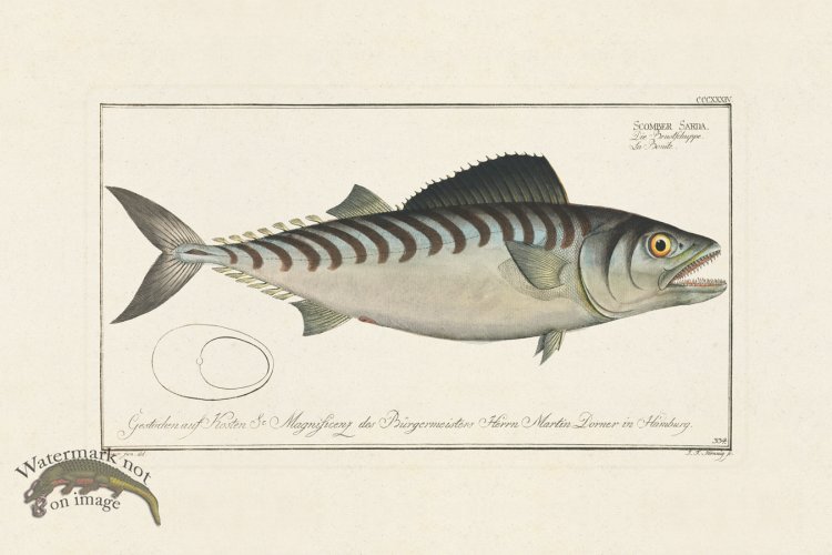 (image for) BLOCH FISH 334