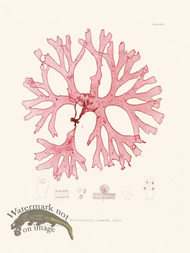 (image for) Bradbury Seaweed 069